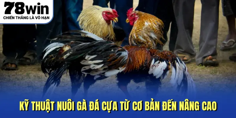 Kỹ thuật nuôi gà đá cựa từ cơ bản đến nâng cao