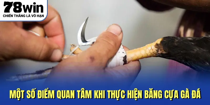 một số điểm quan tâm khi thực hiện băng cựa gà đá