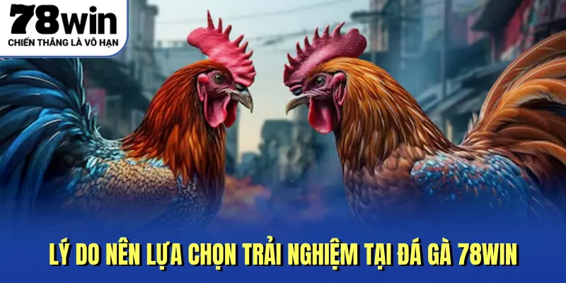 Lý do nên lựa chọn trải nghiệm tại đá gà 78win